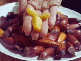 Pinhão na Airfryer: