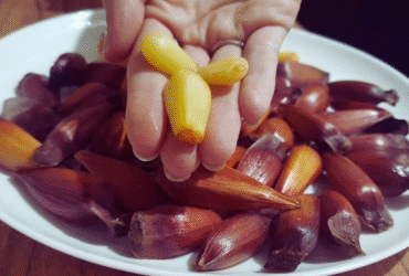 Pinhão na Airfryer: